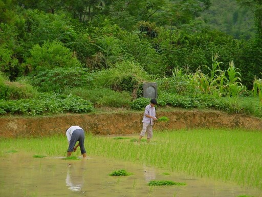 Farmers