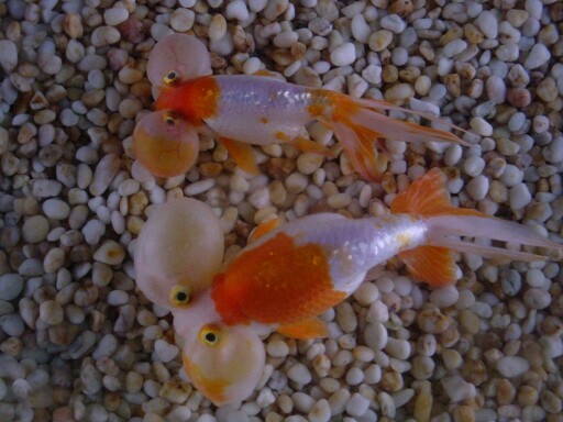 Goldfish