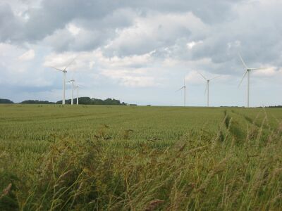 Graanveld en windmolens